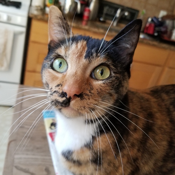 Meet your Posher, Serena - Picture 5 of 6